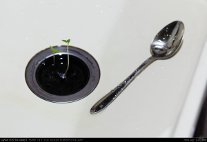 Kitchen Forest